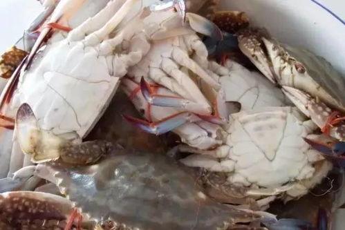 梭子蟹爆料视频,揭秘海鲜市场的那些不为人知